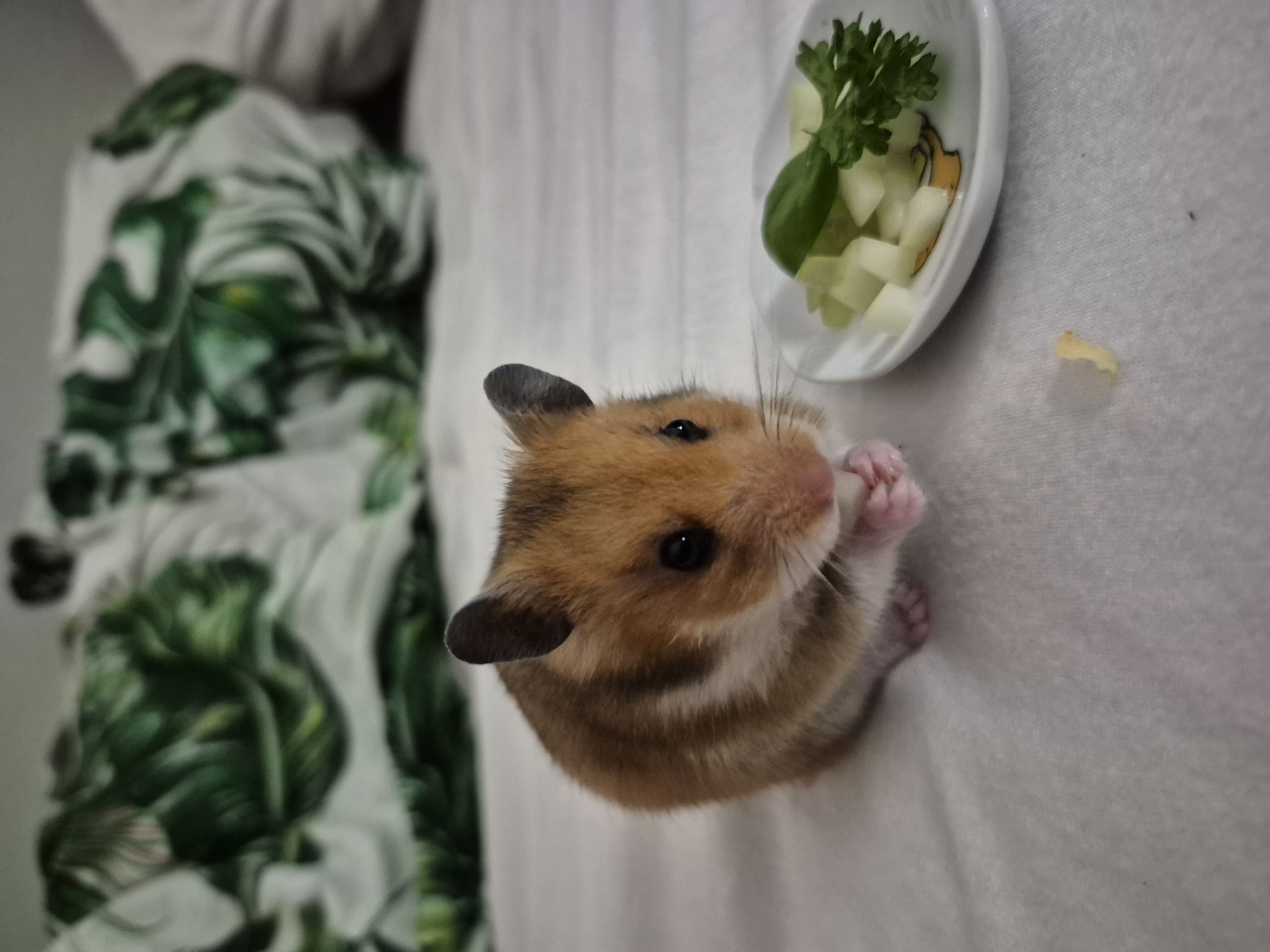 Cookie 2
